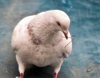Meat pigeon industry is one of the new special poultry industry