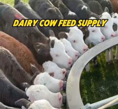 Dairy cow feed supply