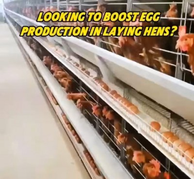 Looking to boost egg production in laying hens?