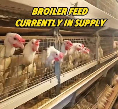 Broiler feed currently in supply