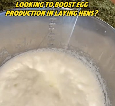 Looking to boost egg production in laying hens?