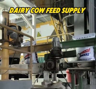 Dairy cow feed supply